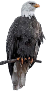 Bald eagle perched on a branch, white head and tail, dark brown body, orange beak and talons.