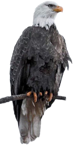 Bald eagle with white head and dark body perched on a branch.