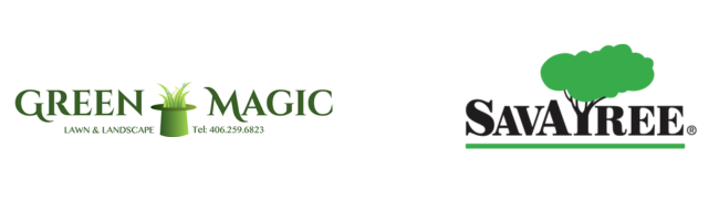 Green Magic and SavATree