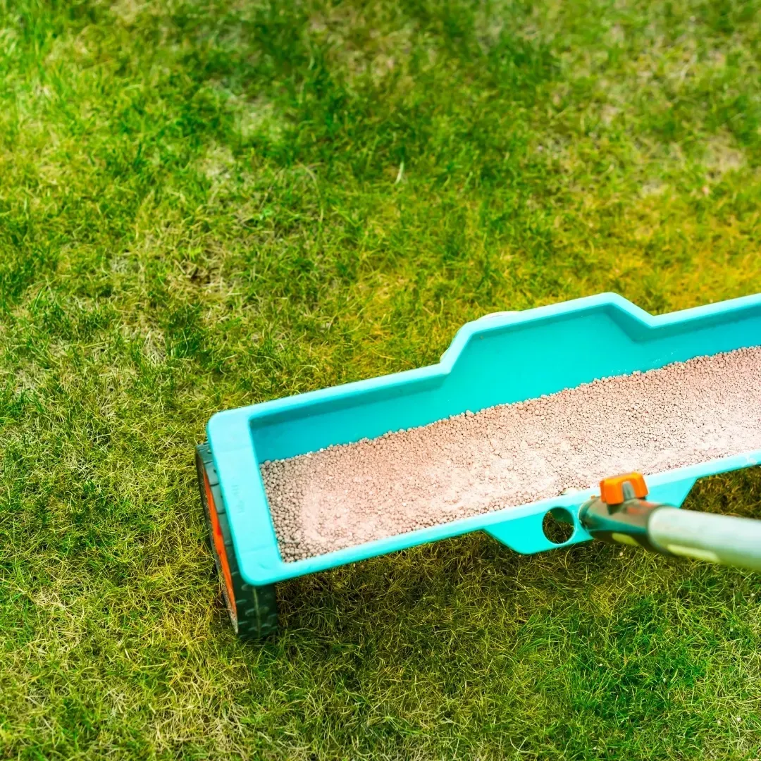A turquoise lawn spreader filled with granules being pushed across a grassy yard A turquoise lawn spreader filled with granules being pushed across a grassy yard