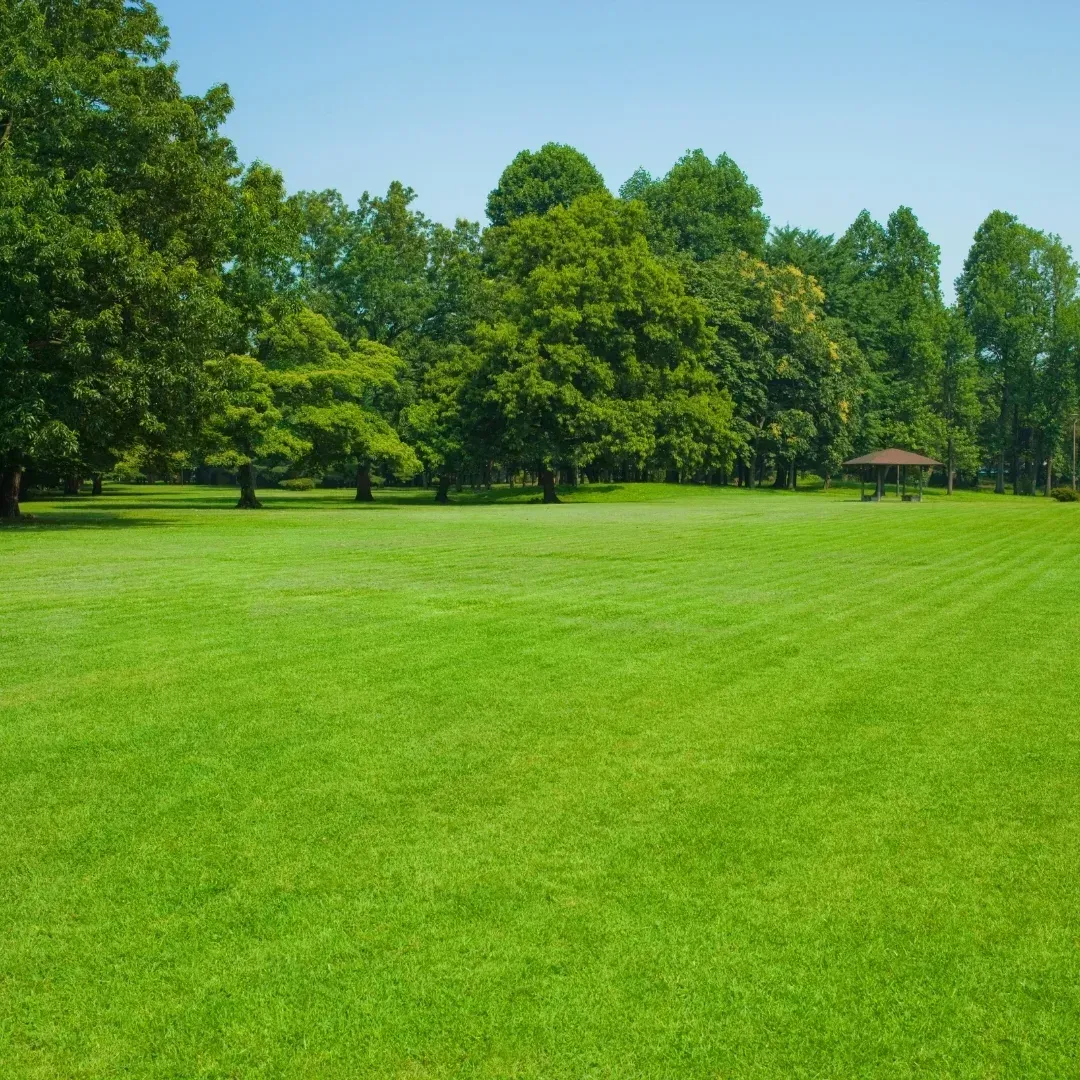 Wide green meadow with trees and a small pavilion under a clear blue sky Wide green meadow with trees and a small pavilion under a clear blue sky