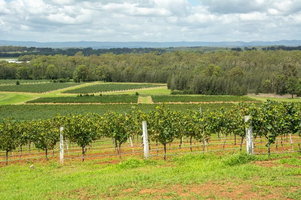 A View Of A Vineyard With Trees In The Background On A Sunny Day — Premier Bricks, Blocks & Pavers In Cessnock, NSW