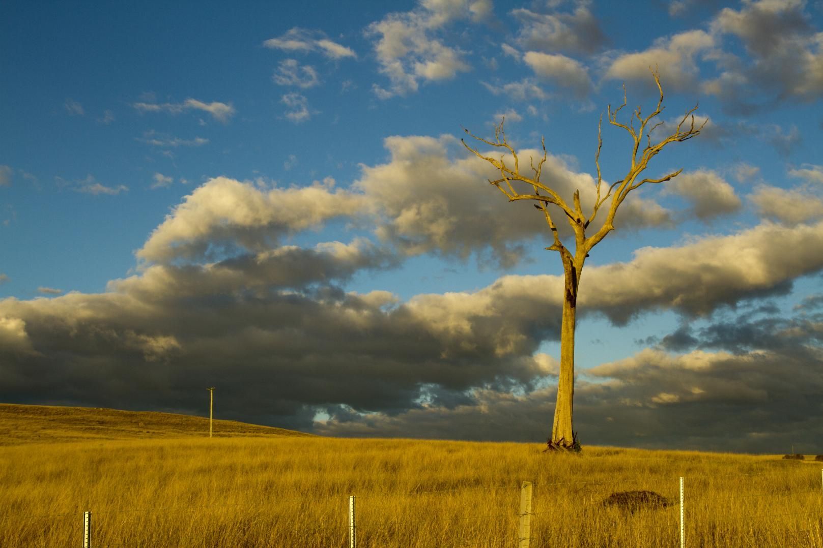 A Tree In A Field With A Cloudy Sky In The Background — Premier Bricks, Blocks & Pavers In Lochinvar, NSW