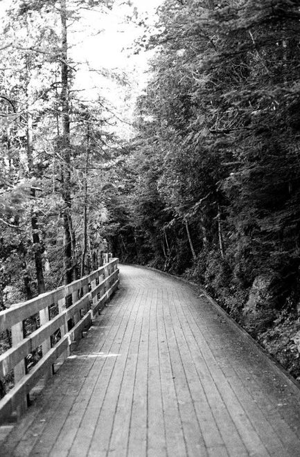a black and white photo of a wooden bridge in the woods