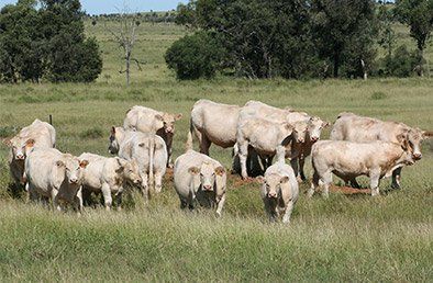 Cows and Bull Calves