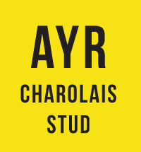 G&RM & Sons Ayr Charolais logo