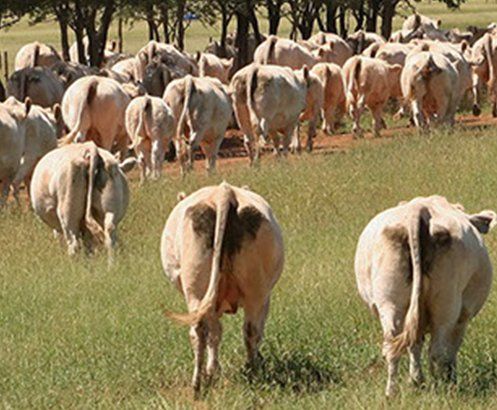 The Charolais Herd at the Cass Family's property near Moura