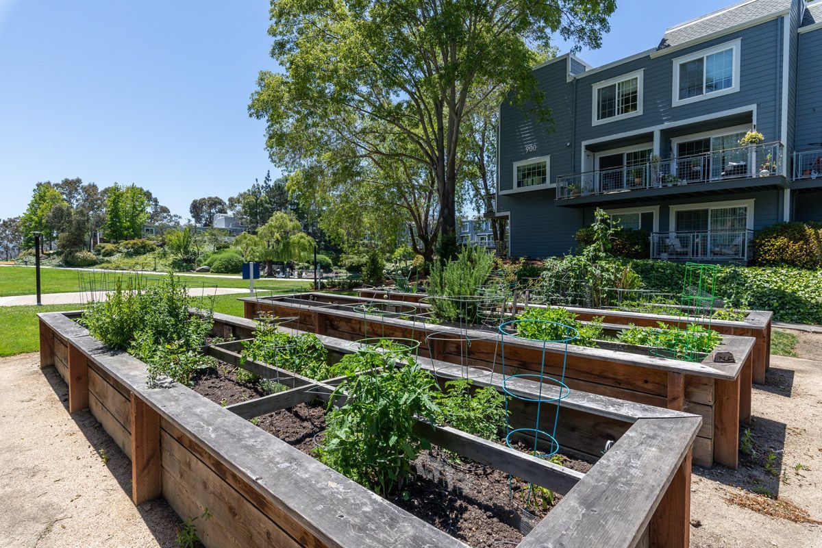 Raised garden beds in a courtyard of a blue-apartment building with trees. Visit us at Finch at Larkspur and view pet-friendly 1 and 2 bedroom apartments and townhomes in Larkspur, CA.