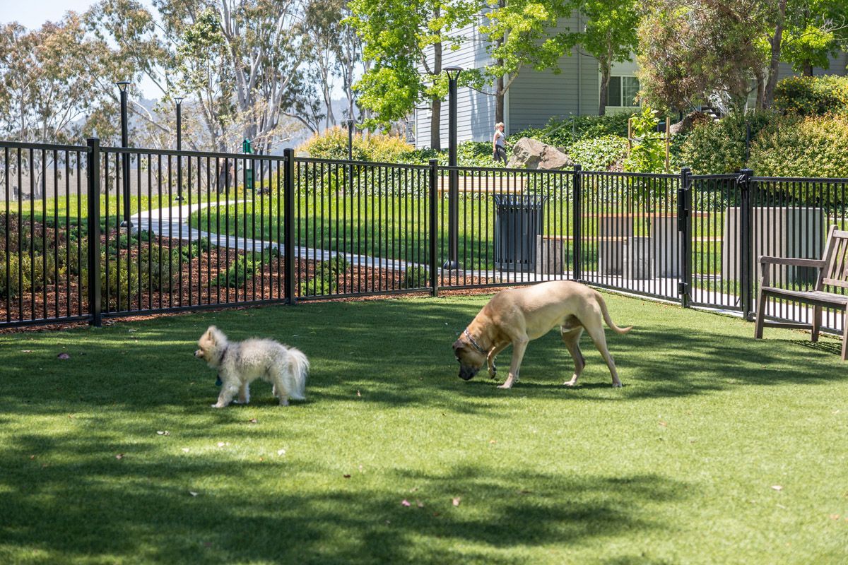 Two dogs playing in a fenced grassy dog park at the apartment community. Explore 1 and 2 bedroom apartments and townhomes in Larkspur, CA with modern floor plans and a convenient location just a 30-minute drive from San Francisco.