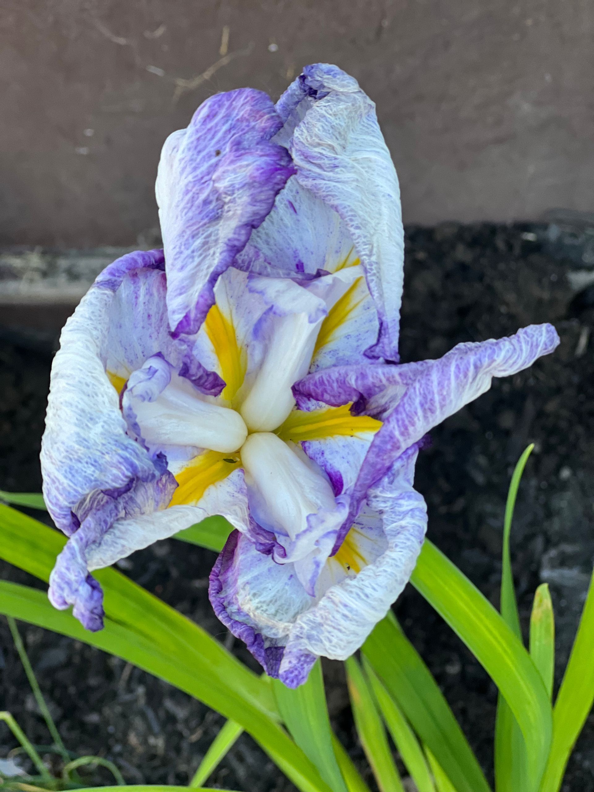 A purple and white flower with a yellow center