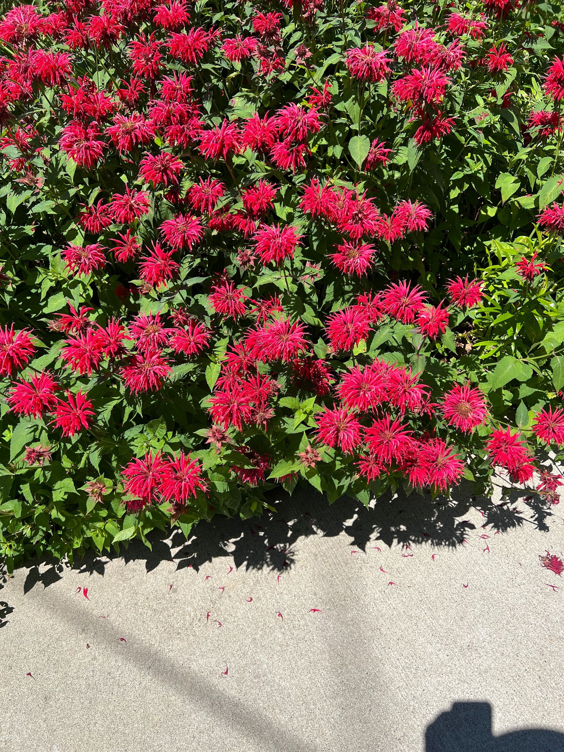 A bush with lots of red flowers and green leaves