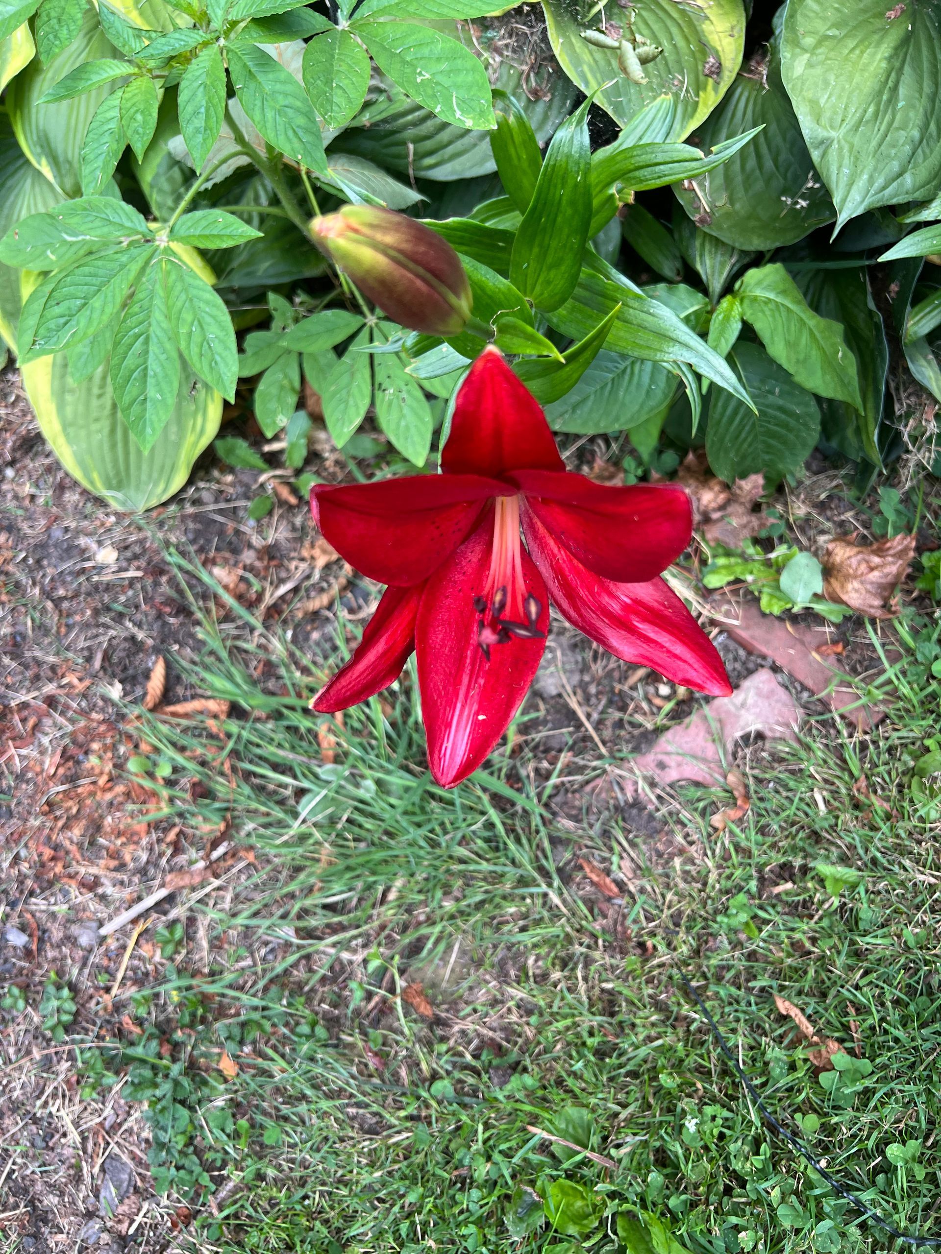 A red flower is growing in the grass in a garden.