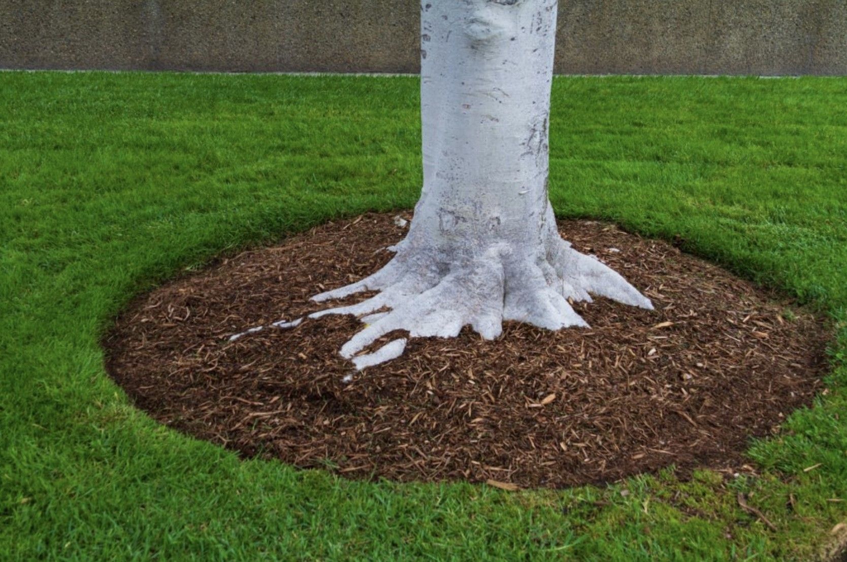 A white tree is sitting in a circle of mulch on a lush green lawn.