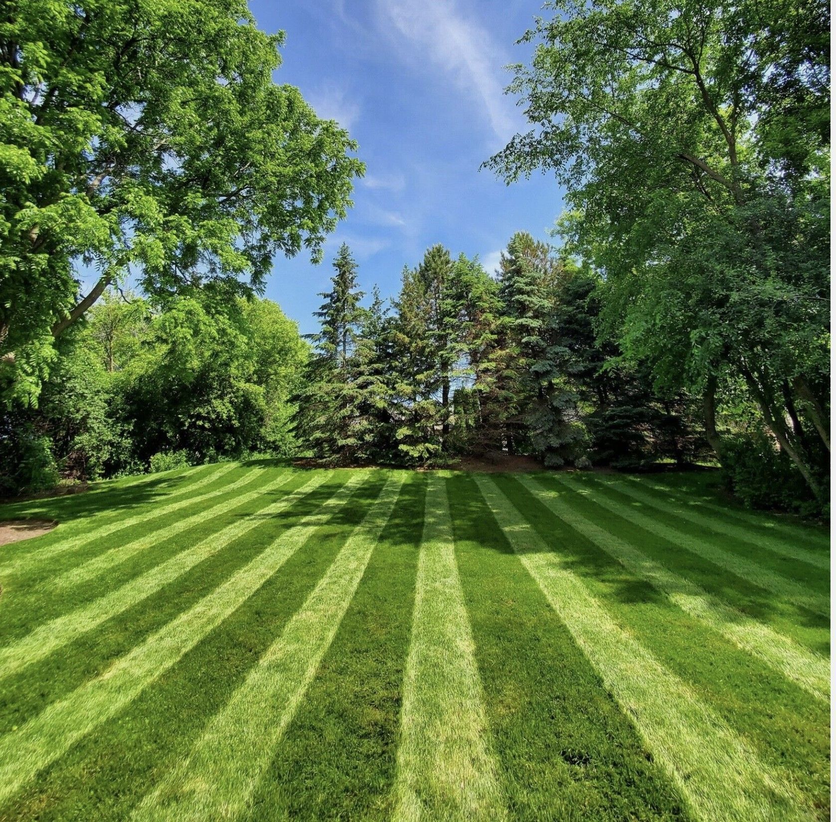 A lush green lawn with trees in the background