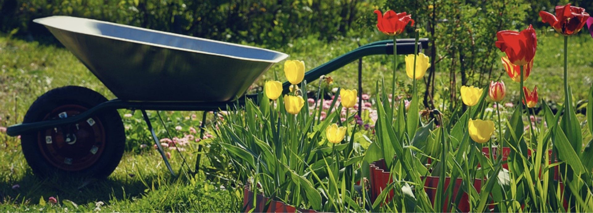 A wheelbarrow is sitting in the middle of a field of flowers.