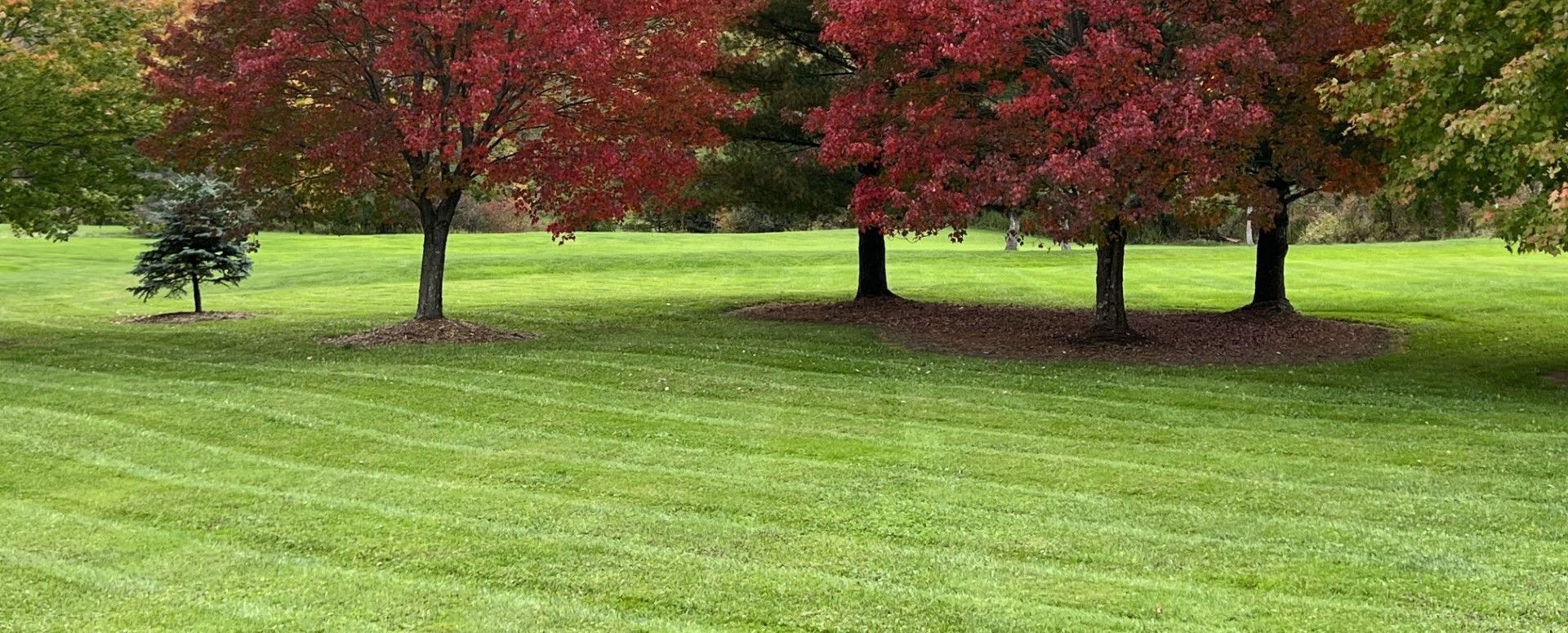 There are three trees in the middle of a lush green field.