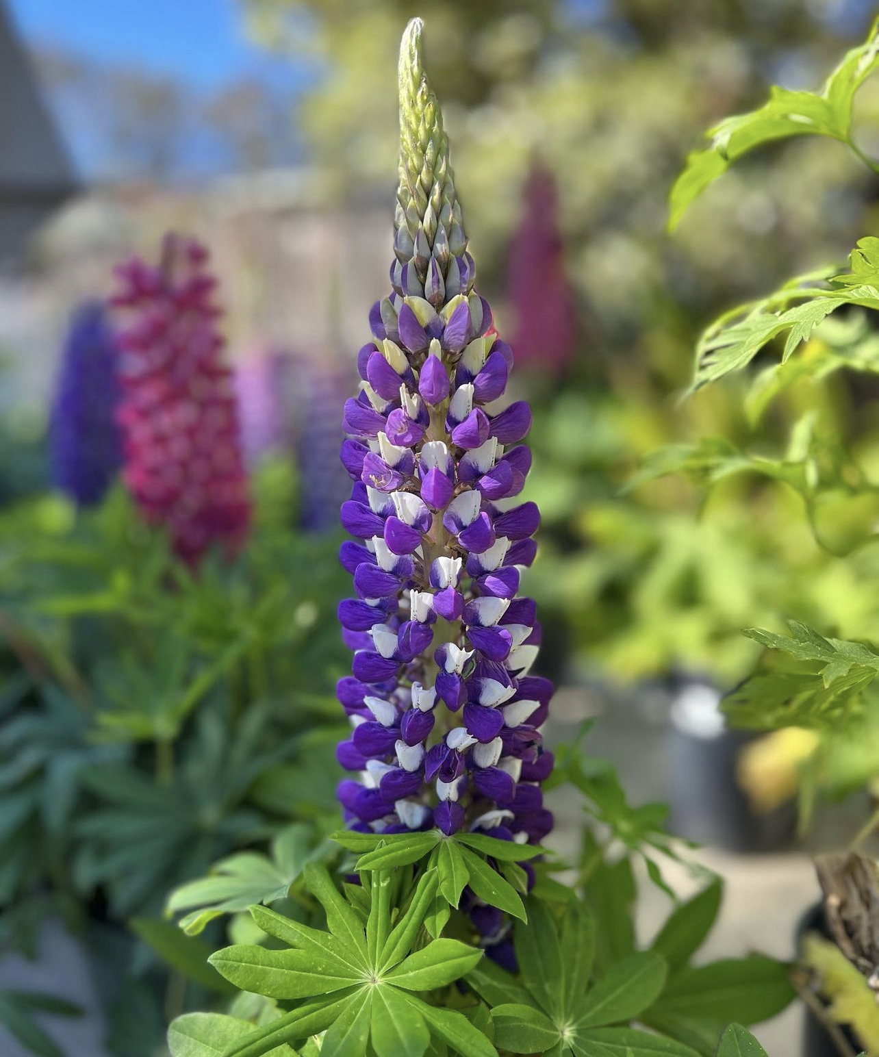 A close up of a purple and white flower with green leaves.