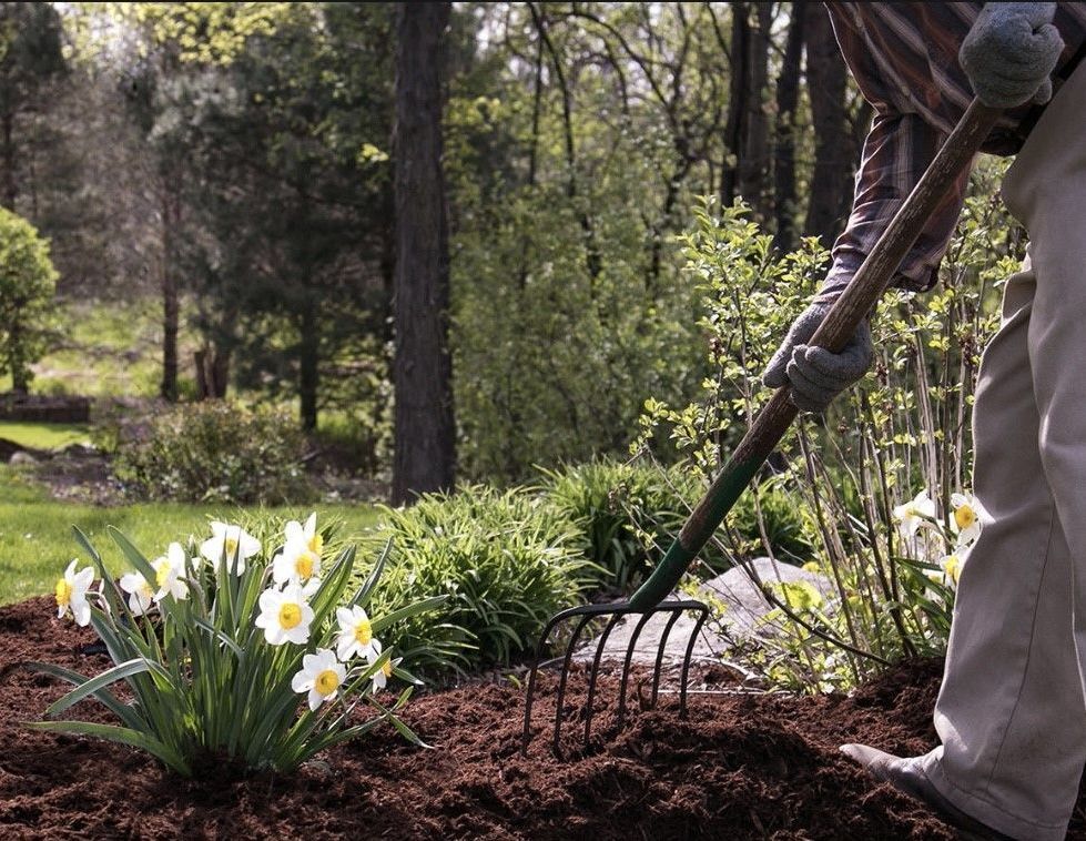 A person is raking a garden with flowers in the background