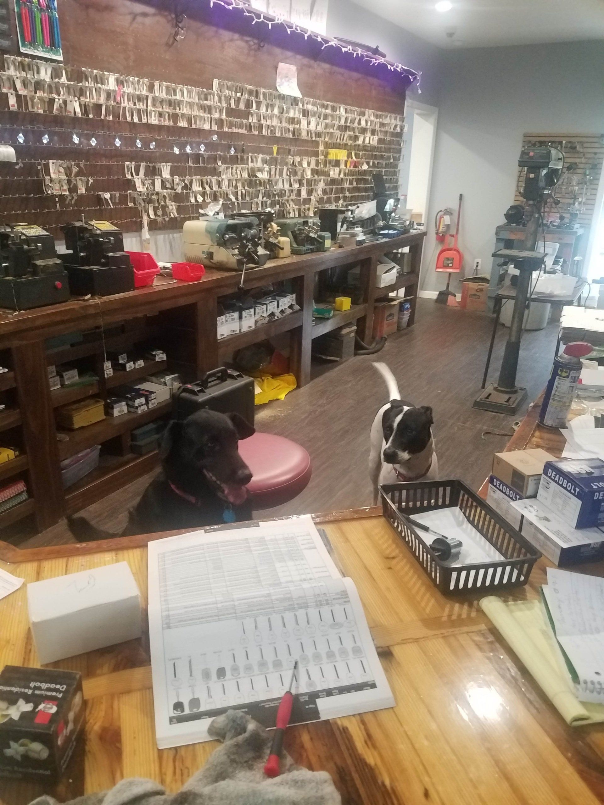 A dog is sitting on a stool in a messy room.