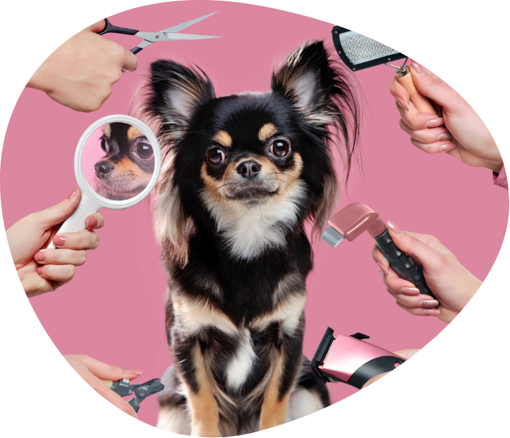 A chihuahua dog is surrounded by people holding grooming tools