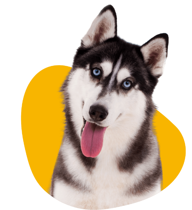 A husky dog with blue eyes is sticking its tongue out.