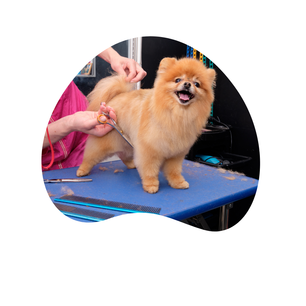 A pomeranian dog is being groomed by a person on a blue table.