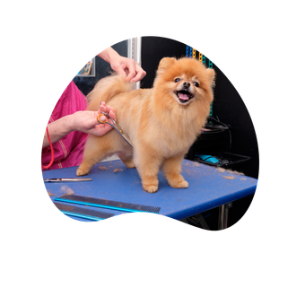 A pomeranian dog is being groomed by a person on a blue table.