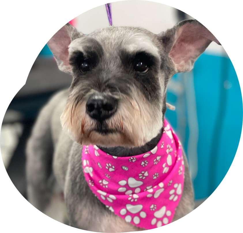 A small dog wearing a pink bandana with paw prints on it