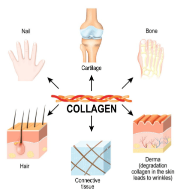 collagen loss