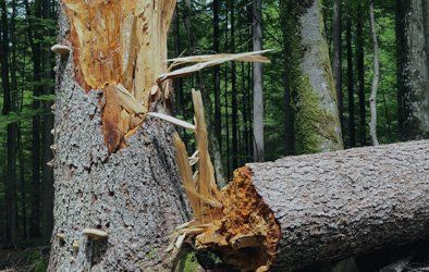  fallen tree 