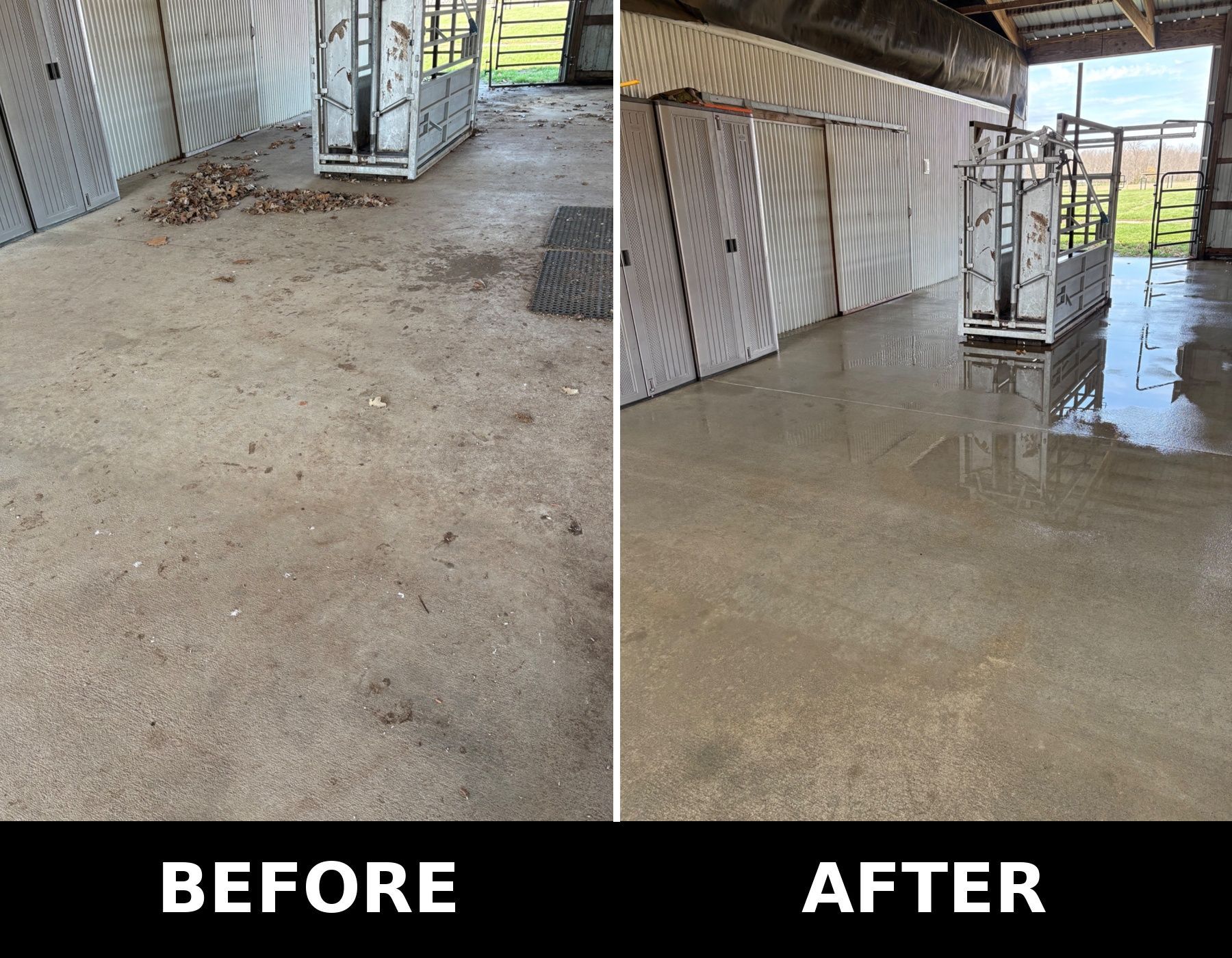 A person in a yellow waterproof coat uses a power washer to clean a concrete floor in a barn near a pen of cattle.