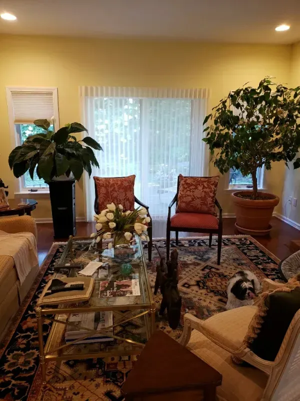 A cozy living room with two red chairs, a glass coffee table, large potted plants, and a small dog on a patterned rug.
