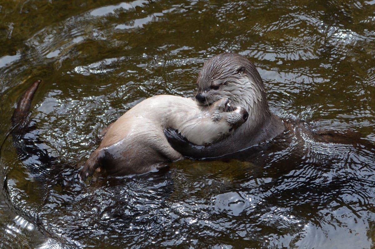 Two otters are hugging each other in the water