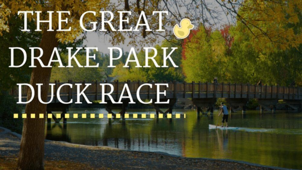 Indian Racing Drake Bird The Great Drake Park Duck Race