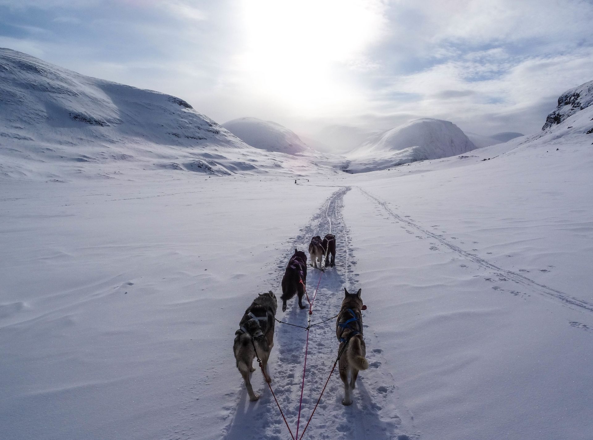 A group of husky dogs pulling a sled through the snow.