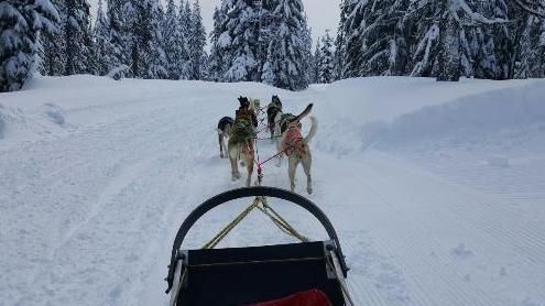 A group of husky dogs pulling a sled through the snow.