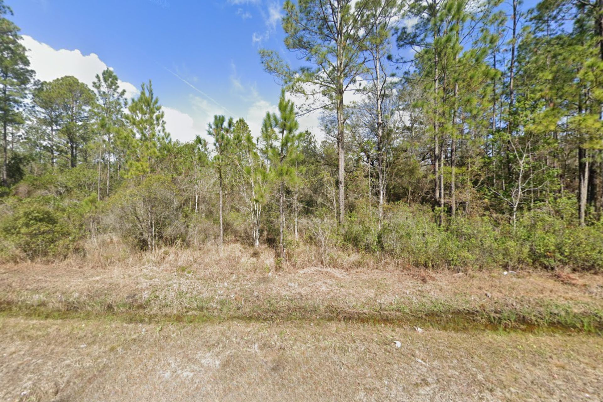 A lush green forest with trees and bushes surrounding a dirt road.