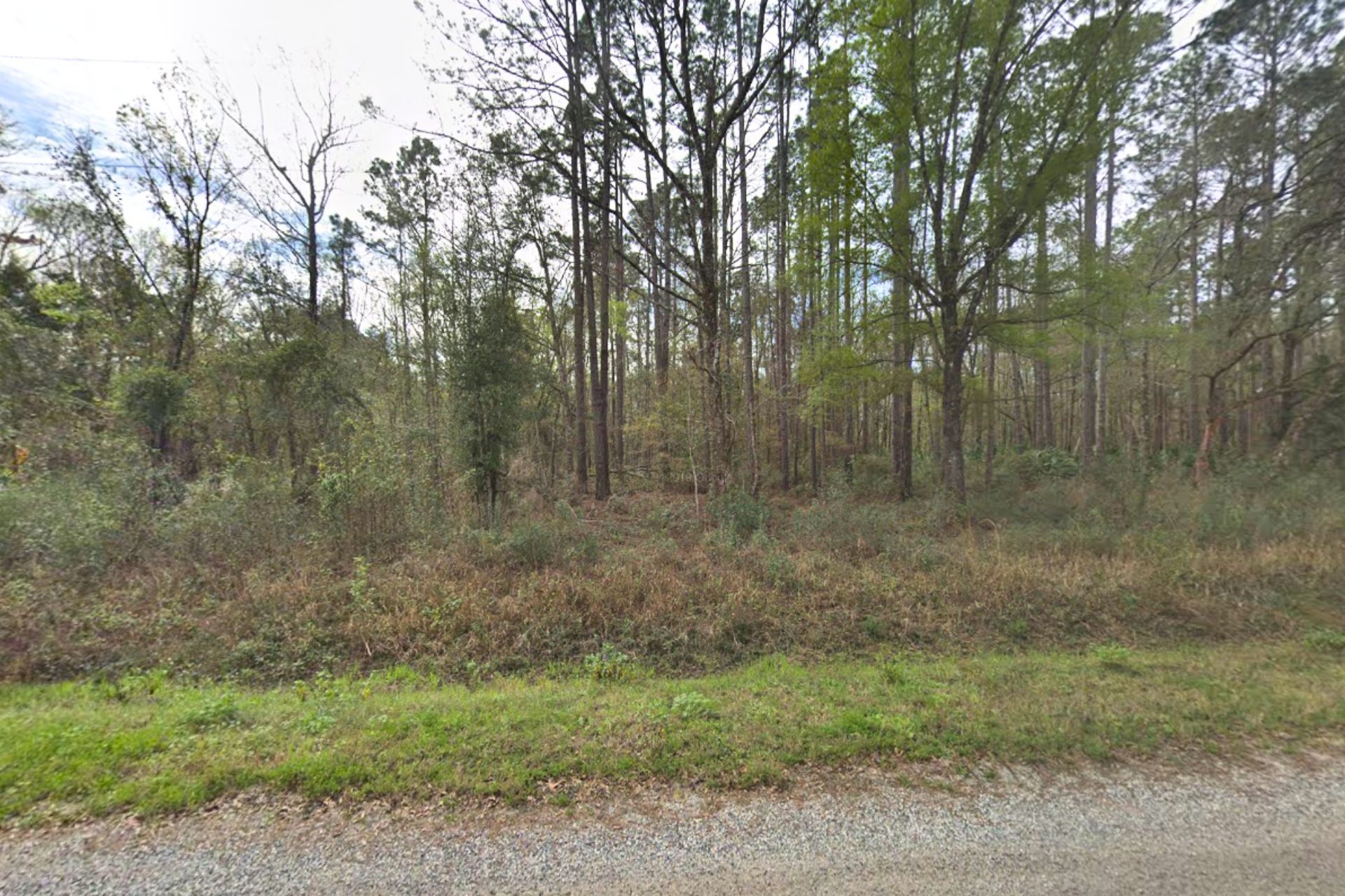 A dirt road going through a lush green forest.