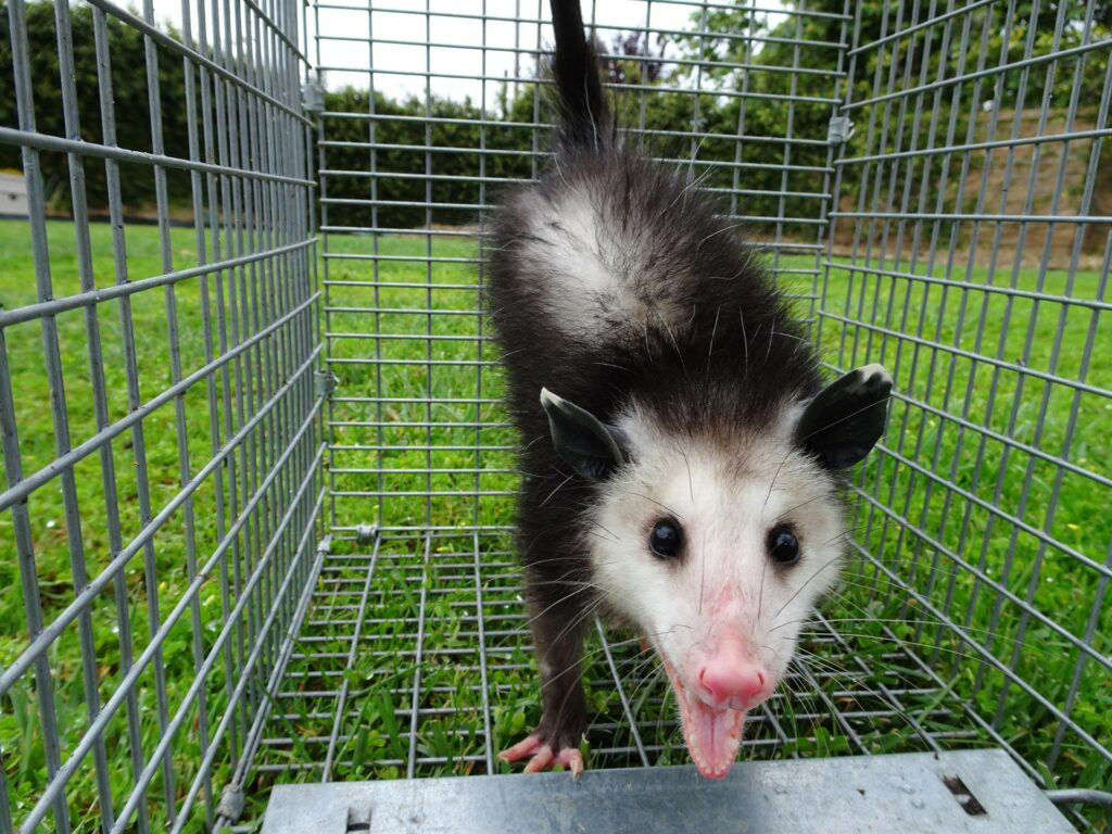 Opossum inside a metal cage on green grass, looking directly at the viewer with its tongue out.