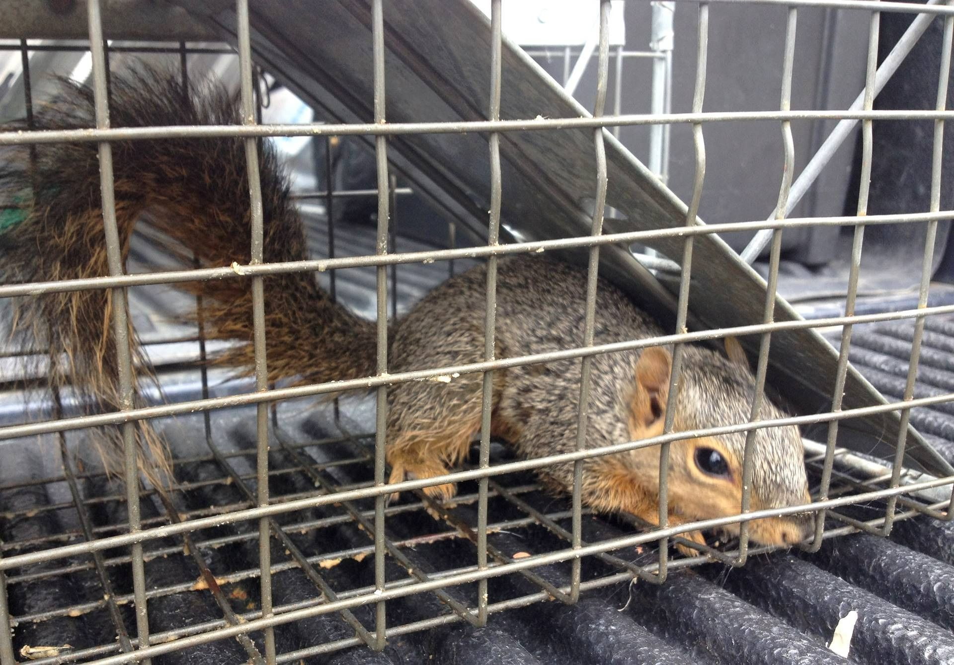 Squirrel trapped in a metal cage inside a truck bed.