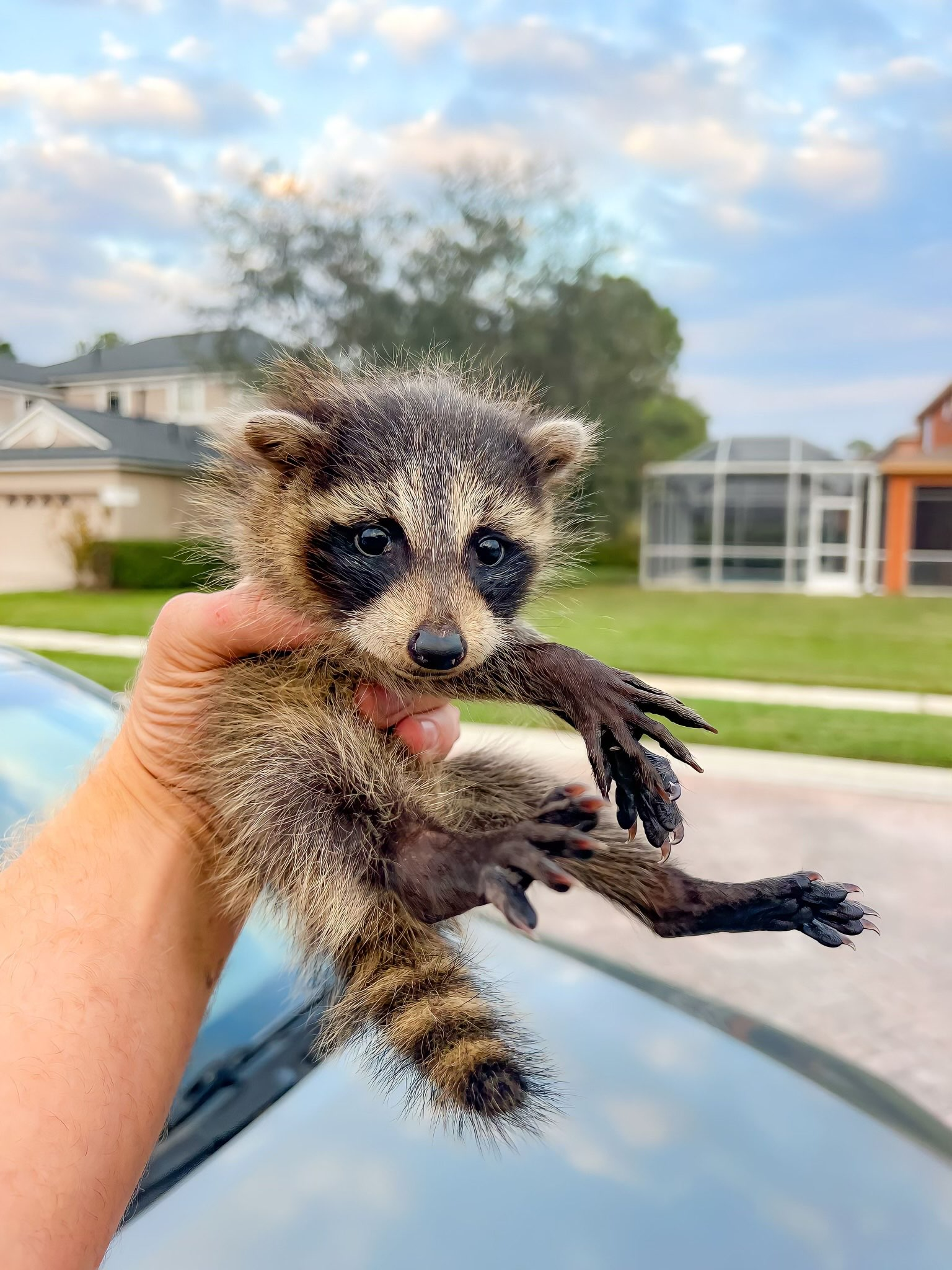 A small raccoon held by a person. Outdoors near houses. Raccoon has black and brown fur.