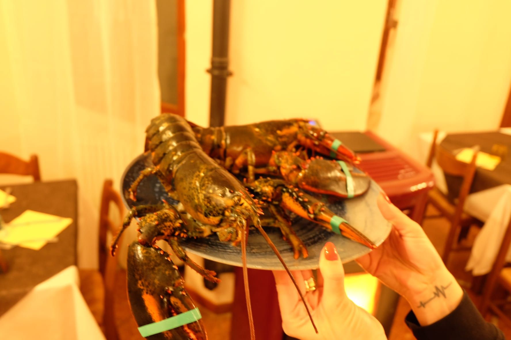 una persona tiene in mano un piatto di aragosta con un nastro verde su di esso