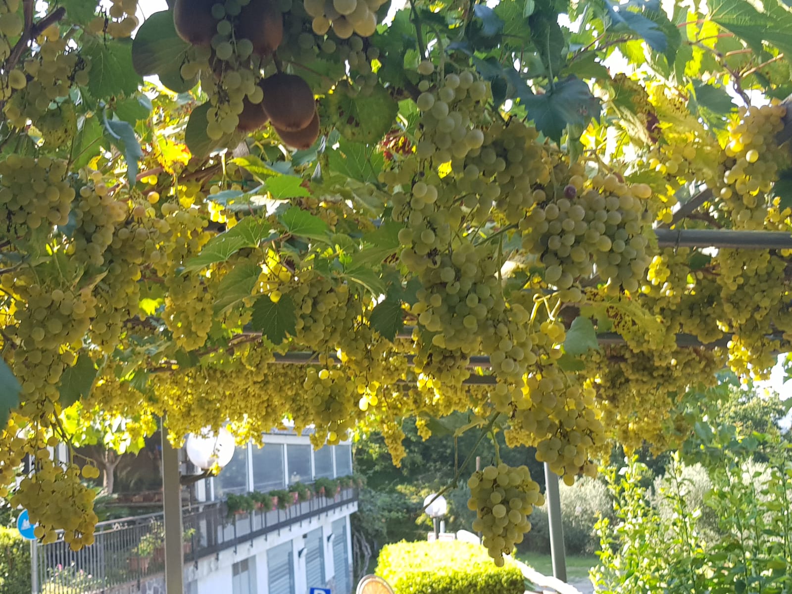 uva coltivata nelle campagne dell'agriturismo