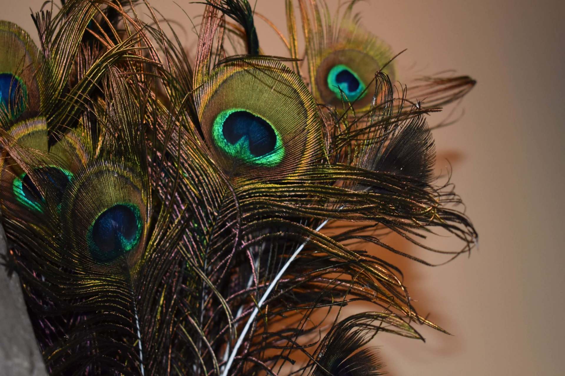 piume di pavone nell'agriturismo