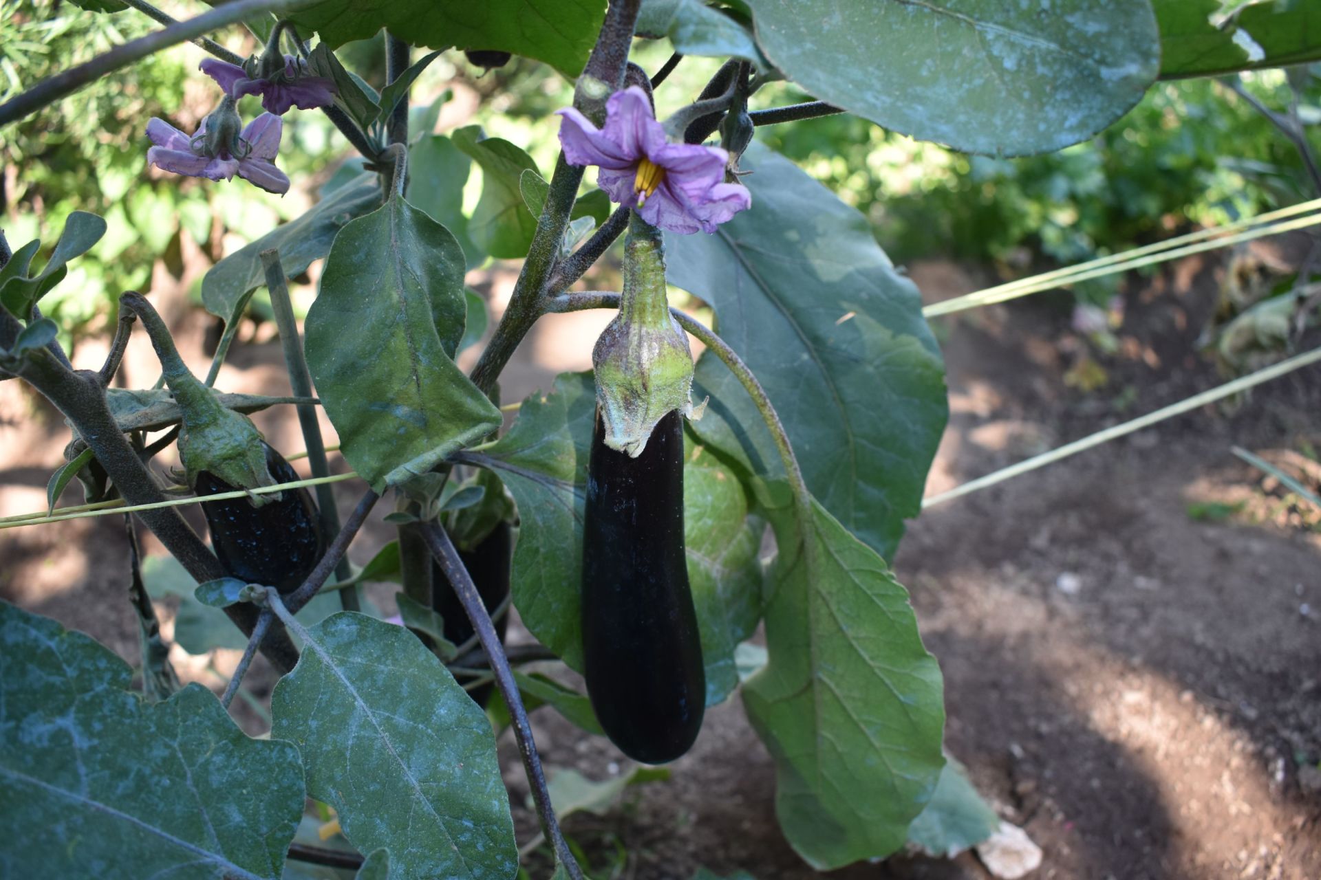 fiori del giardino dell'agriturismo
