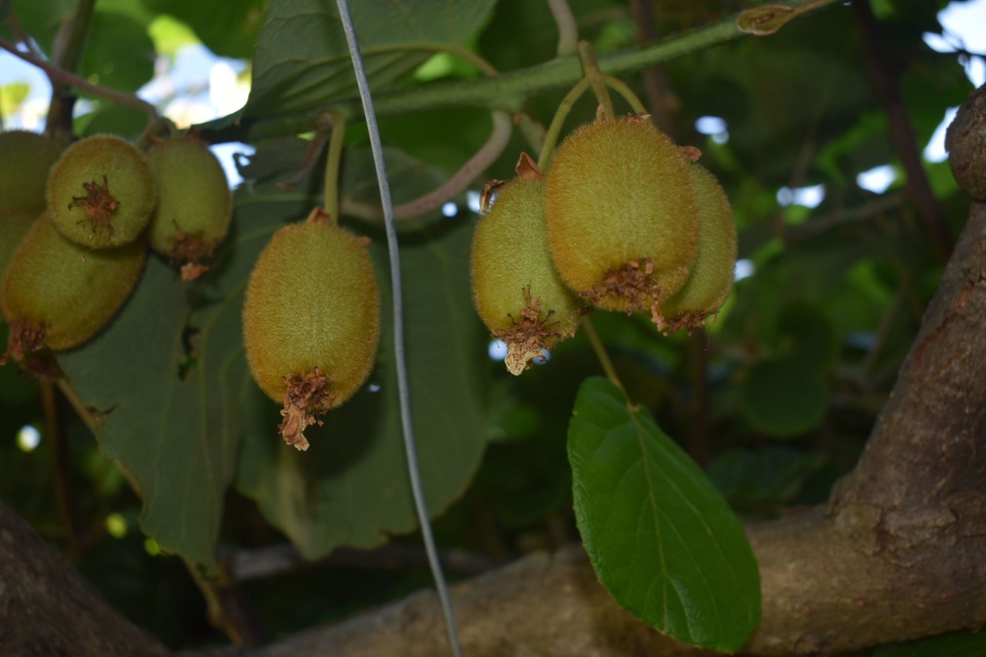 albero dell'agriturismo