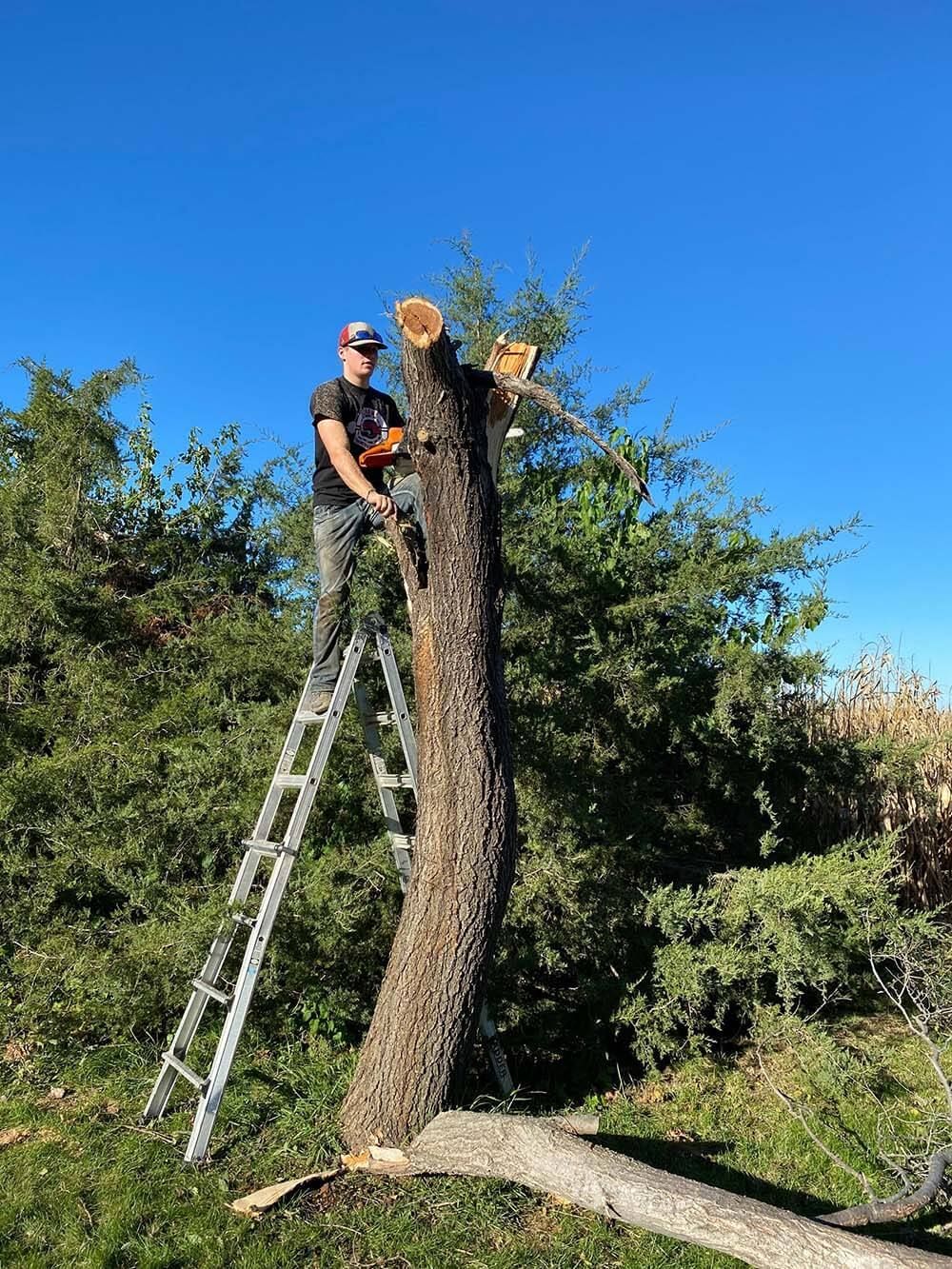 A man is standing on a ladder cutting a tree.