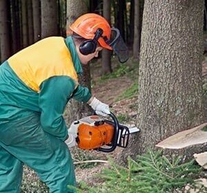 Man cutting tree with chainsaw Man cutting tree with chainsaw