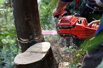 Worker cutting the tree Worker cutting the tree