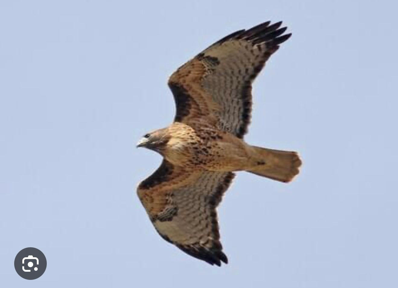 A hawk in flight, wings spread, against a blue sky; brown and tan plumage.